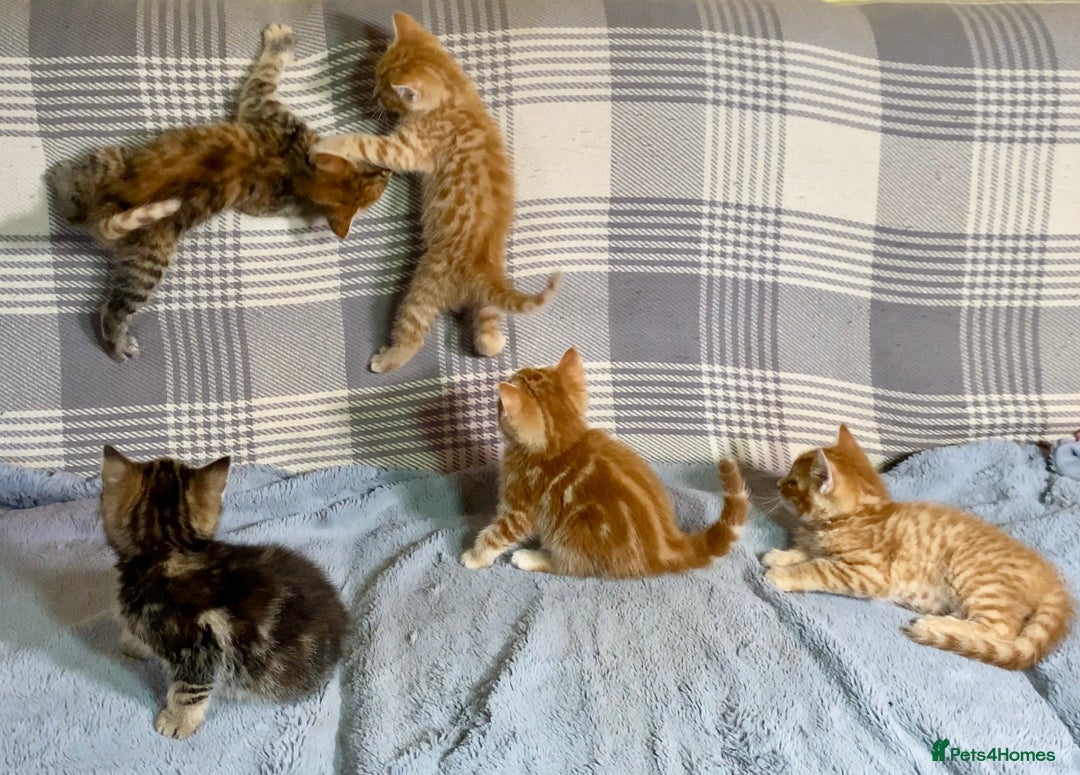 Mixed Breed cats for sale: Gorgeous Ginger And Tortoiseshell Female Kittens - Advert 25