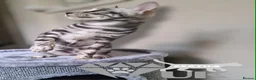 Bengal cats for sale: Retired breeding adults req. purrever pet homes 🐆 in Scunthorpe - Advert 14
