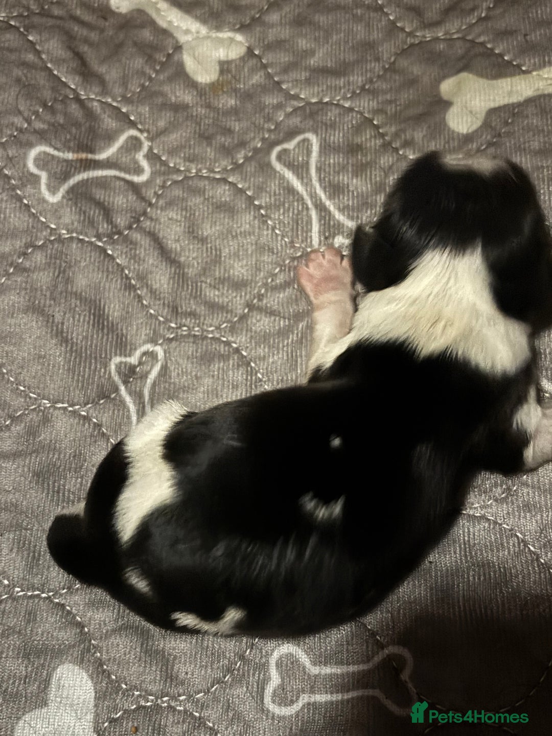 Cavalier King Charles Spaniel dogs for sale: Cavalier King Charles spaniel puppies  - Image 3