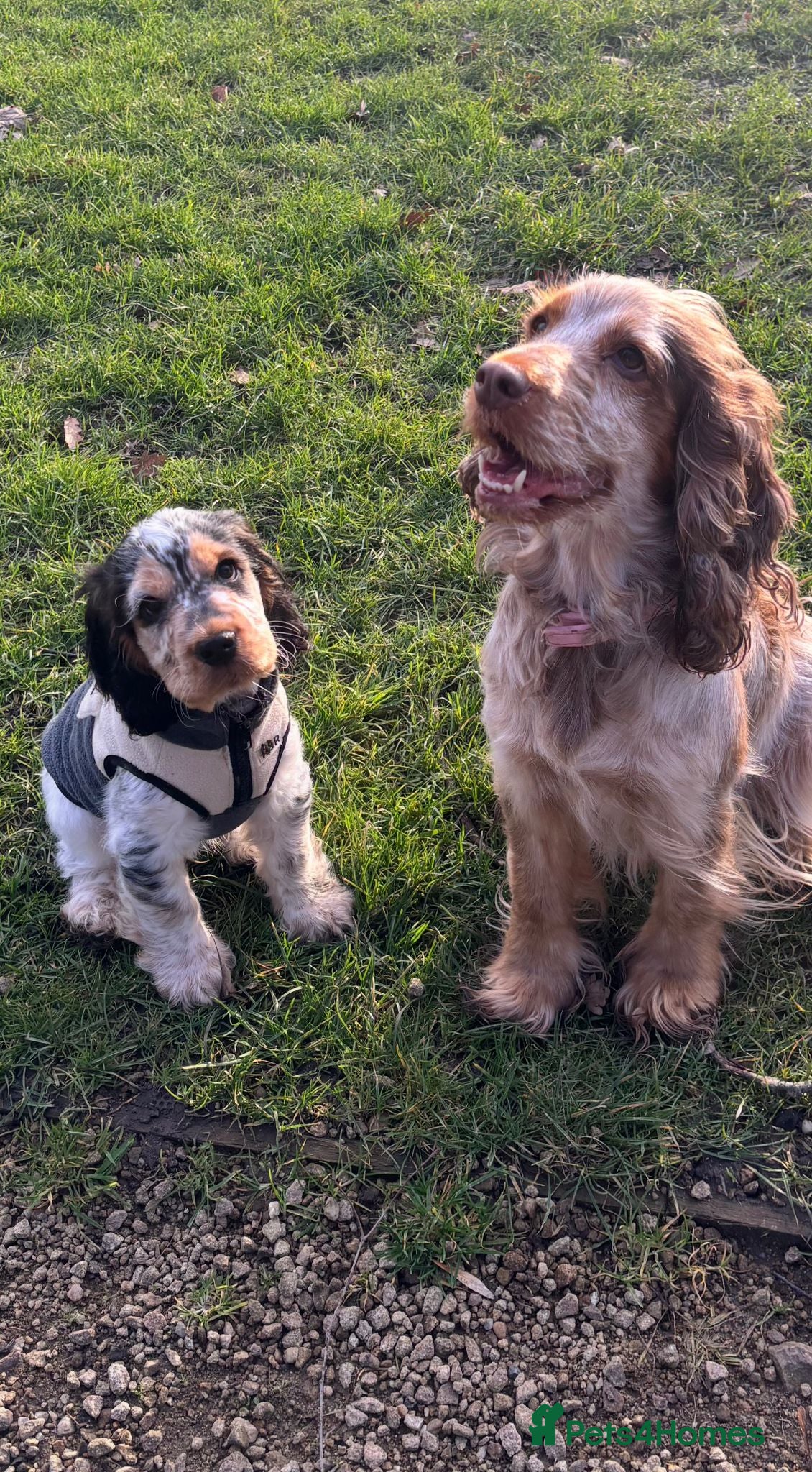 Cocker Spaniel dogs Blue Roan Sable male Cocker Spaniel (show type) - Advert 1