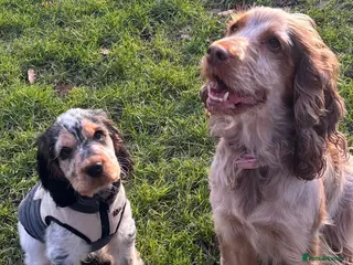 Cocker Spaniel dogs Blue Roan Sable male Cocker Spaniel (show type) - Advert 1