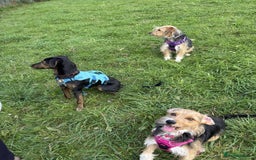 Mixed Breed dogs for adoption: Puppy Rina is waiting for you! - Image 5
