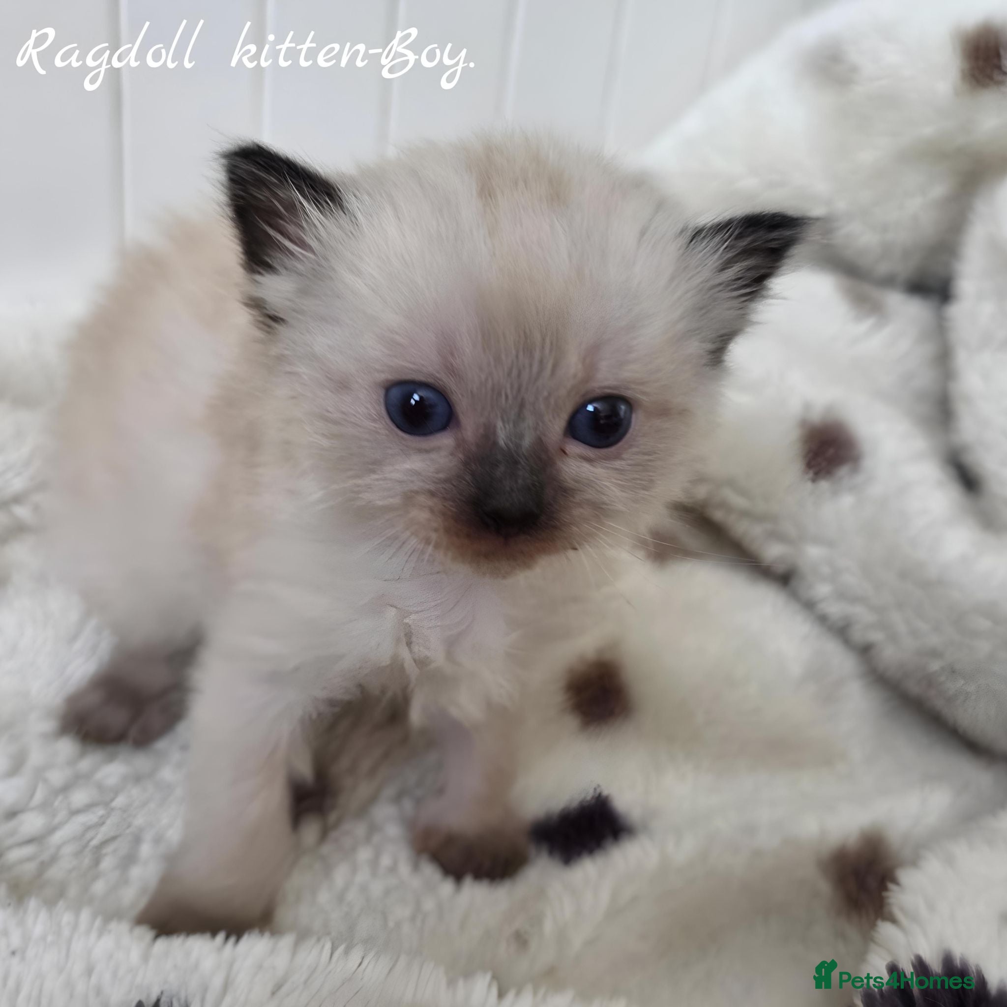 Ragdoll cats Ragdolls kittens. - Advert 1