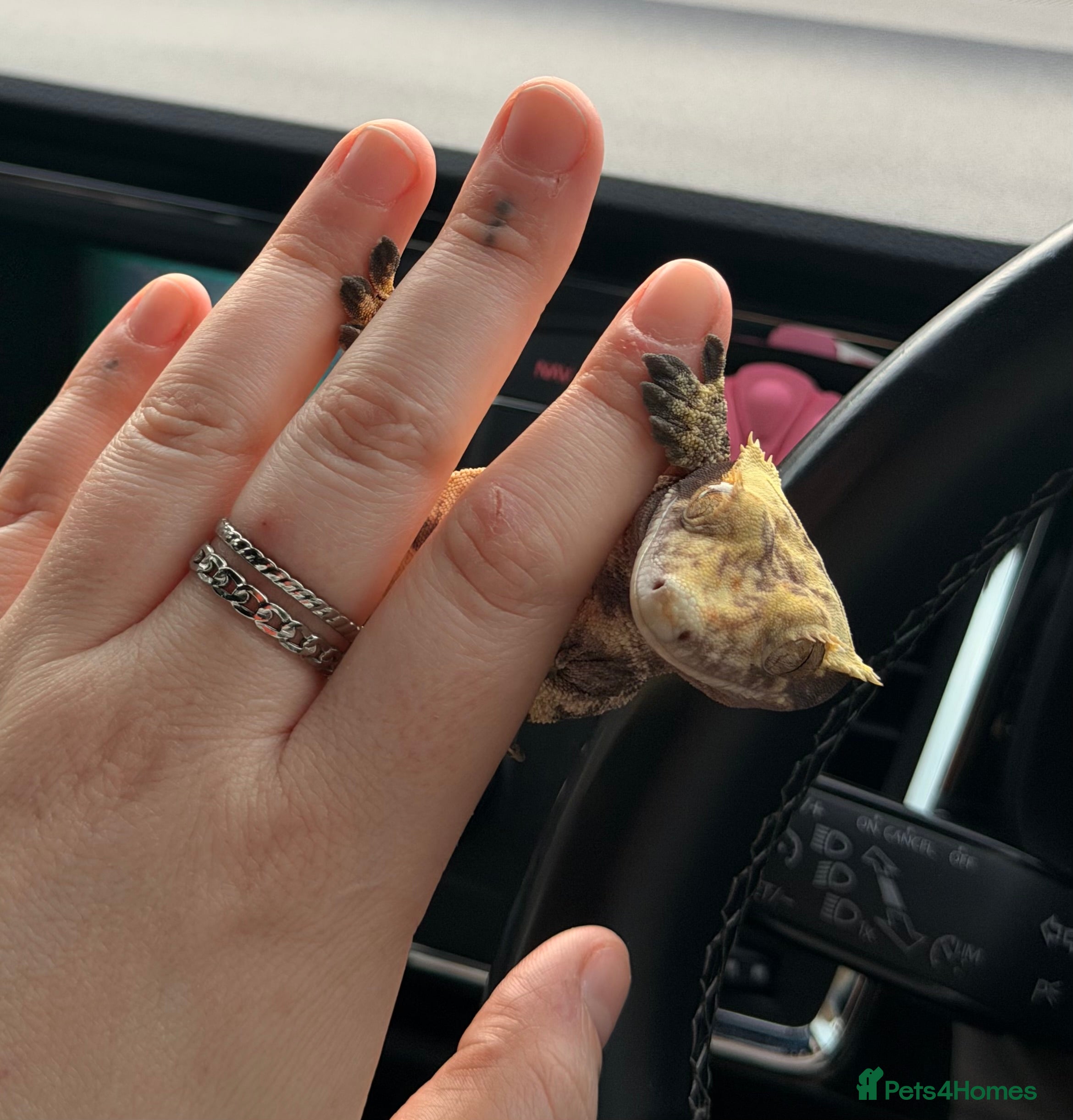 Gecko reptiles Stunning crested gecko male - Advert 1