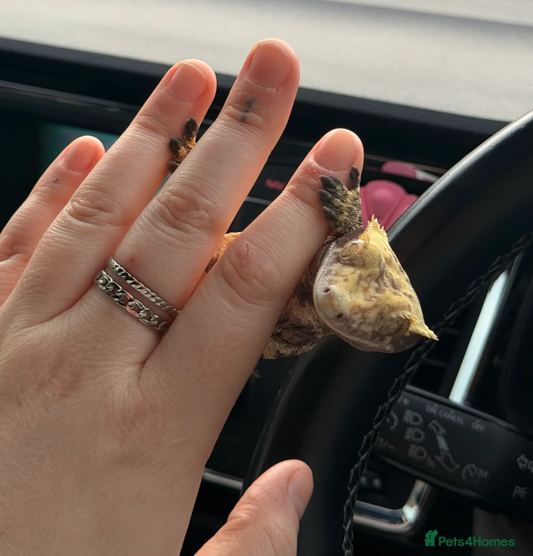 Gecko reptiles for sale: Stunning crested gecko male - Advert 1