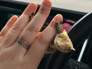 Gecko reptiles Stunning crested gecko male - Advert 6