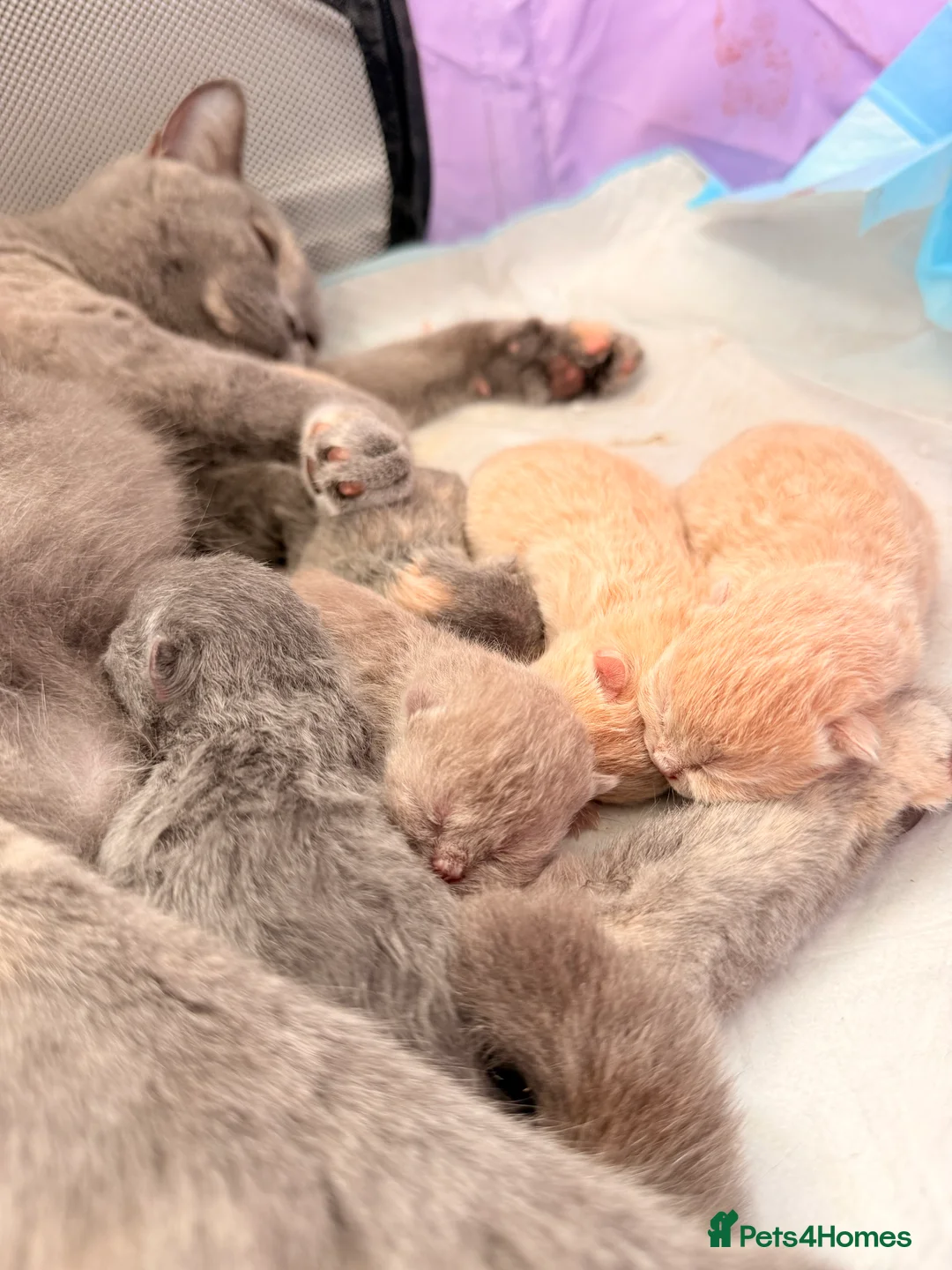 British Shorthair cats for sale: Beautiful British Shorthair Kittens-Rare colours - Advert 2