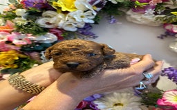 Cavapoo dogs for sale: STUNNING DEEP RED CAVAPOO PUPPIES  - Image 14