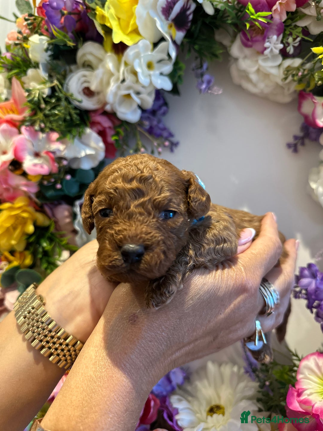 Cavapoo dogs for sale: STUNNING DEEP RED CAVAPOO PUPPIES  - Image 14