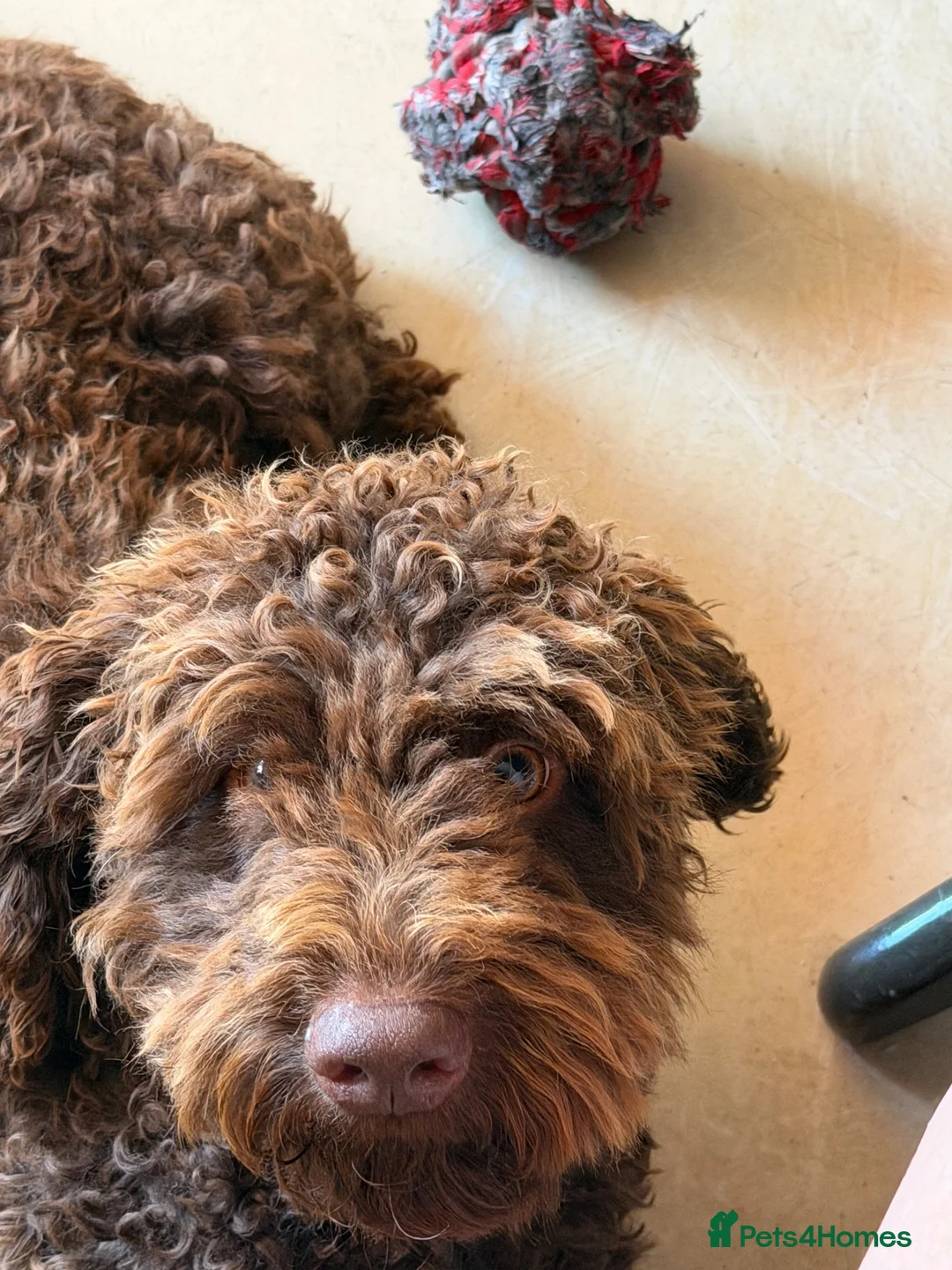 Cockapoo dogs for sale: Male cockapoo in Sheffield - Advert 2
