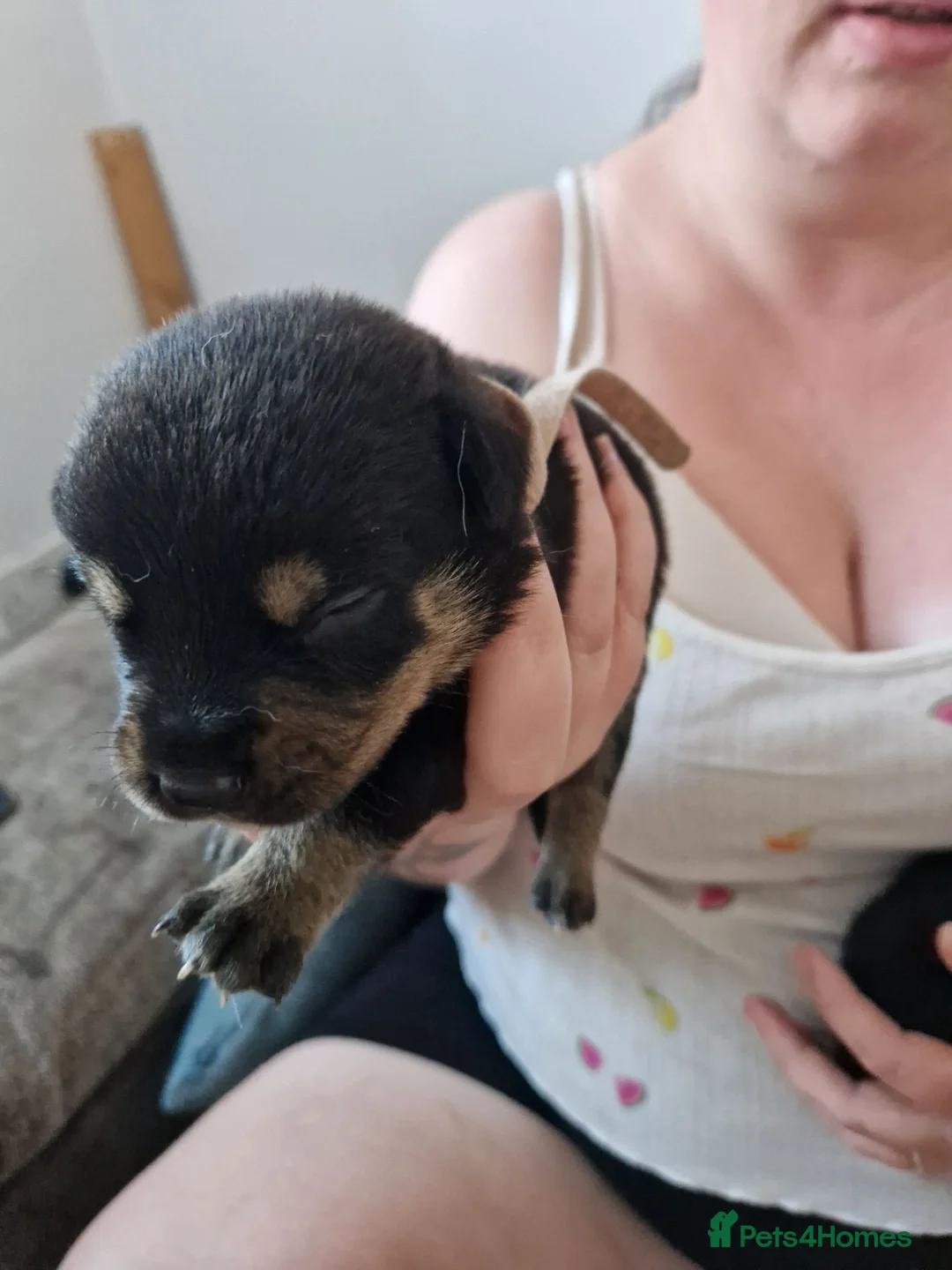 Mixed Breed dogs for sale: 9 gorgeous staffy cross rottweiler puppies  - Advert 21