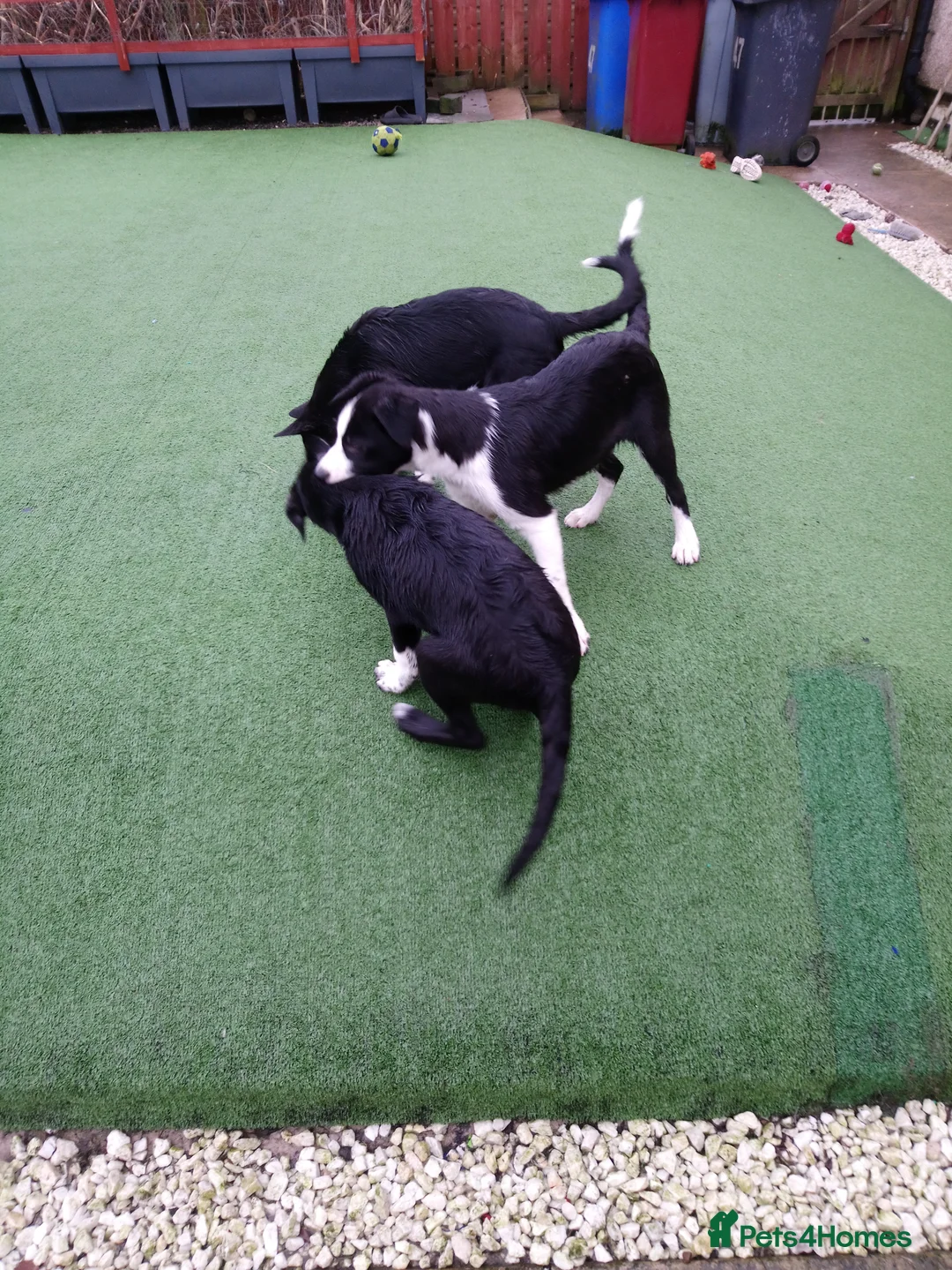 Border Collie dogs for sale: Three Border Collie puppies - Advert 5