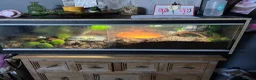 Tortoise reptiles for sale: 1 year old red foot tortoise  in Barnsley - Advert 1