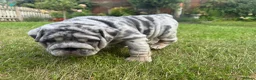 English Bulldog dogs for sale: Top Quality English Bulldog Pups Not Your Usual  in Colchester - Advert 31