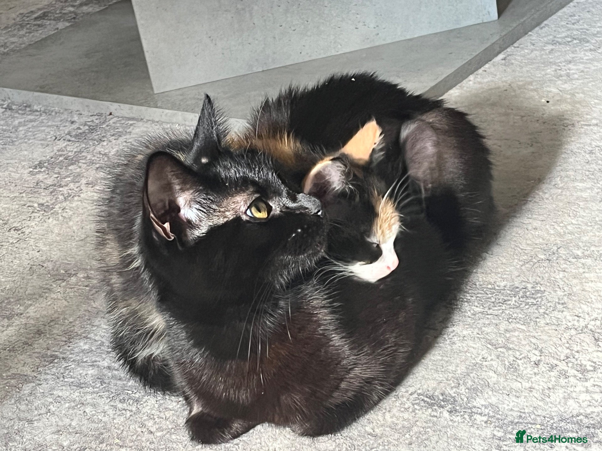 Mixed Breed cats Last Calico girl left  - Advert 1
