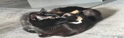 Mixed Breed cats for sale: Last Calico girl left  - Advert 1