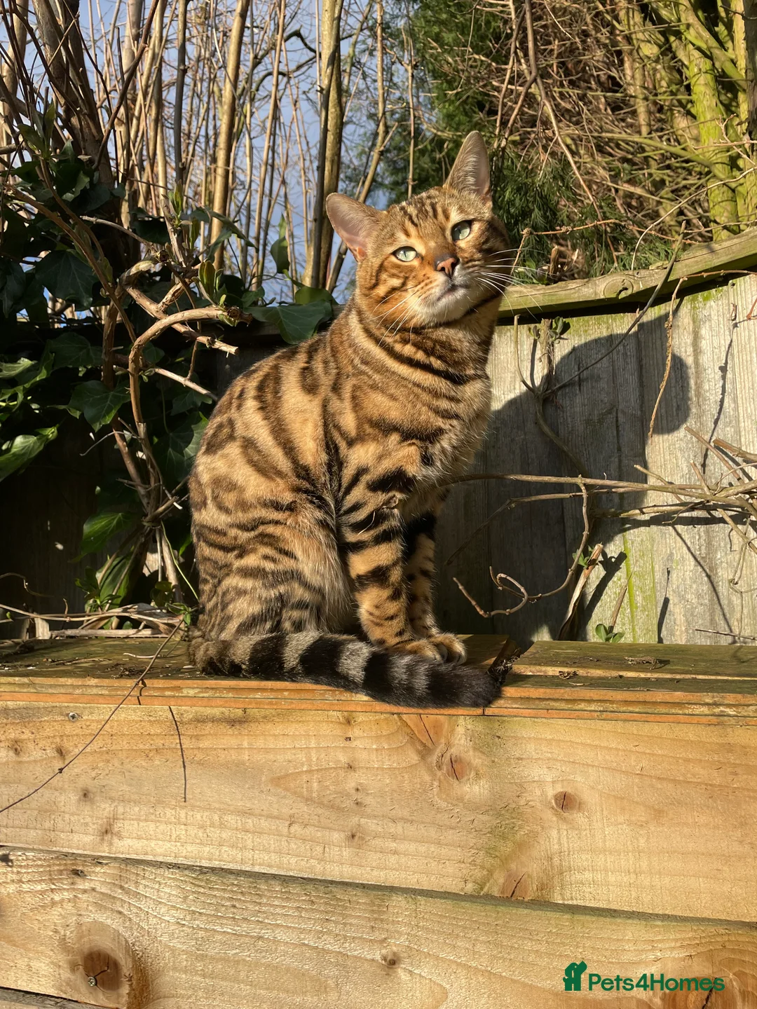Bengal cats for stud: Handsome Bengal Boy Available for Stud in Nottingham - Advert 7
