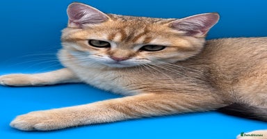 British Shorthair cats in Basildon - Advert 16