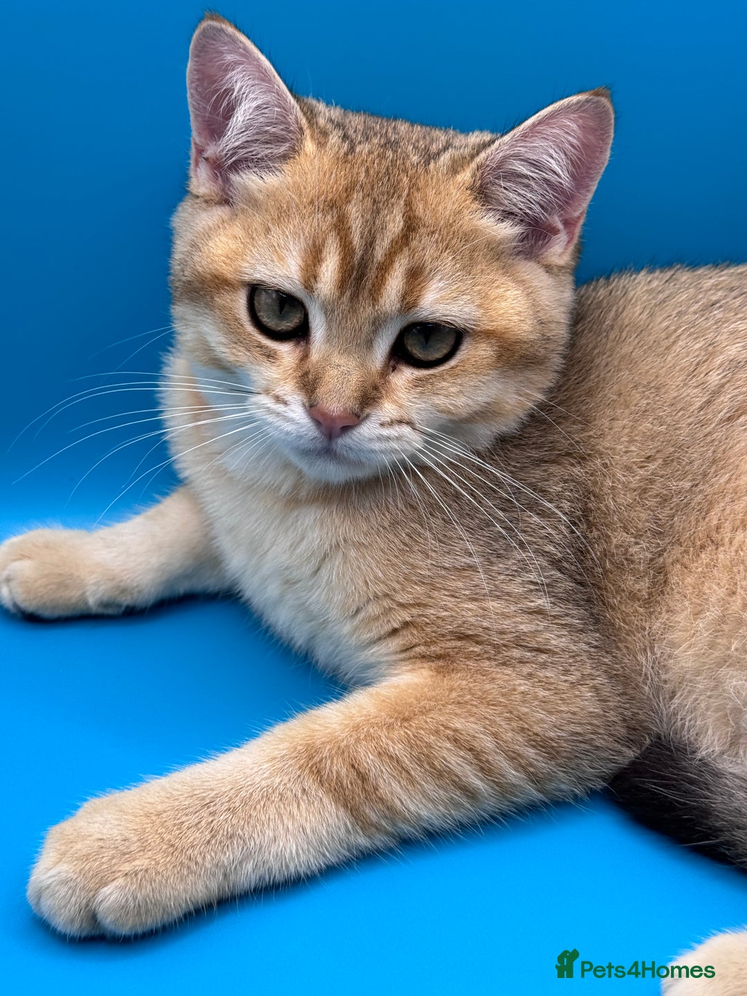 British Shorthair cats for sale: BSH GCCF Girl and Boy NY 12 GOLDEN BLACK SHEDDED  in Basildon - Image 11