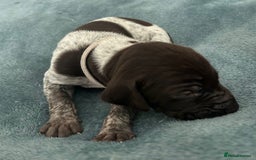 German Shorthaired Pointer dogs for sale: Pure GSP Puppies For Sale - Image 6