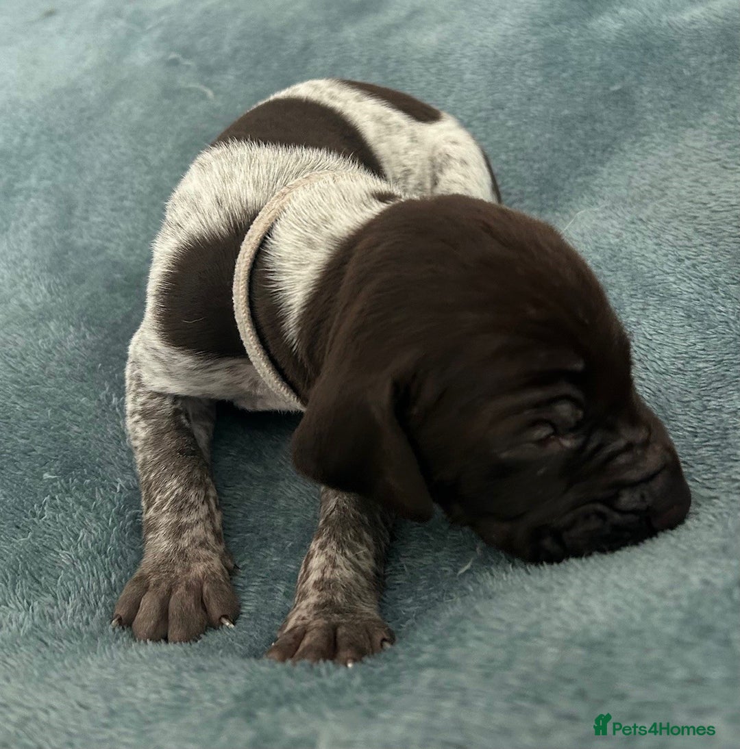 German Shorthaired Pointer dogs for sale: Pure GSP Puppies For Sale - Image 6