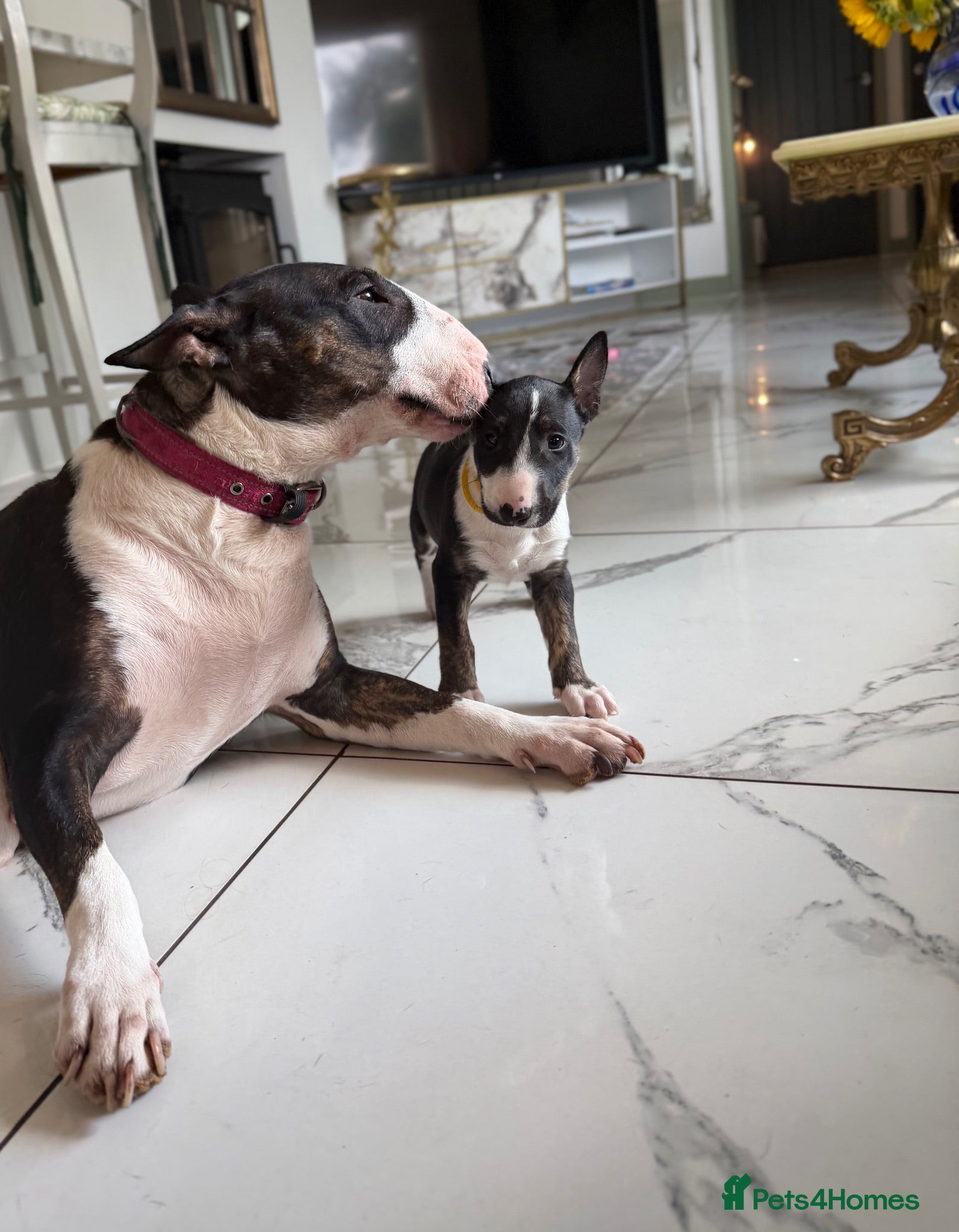 English Bull Terrier dogs Champion Bloodline English Bull Terrier Puppies - Advert 2