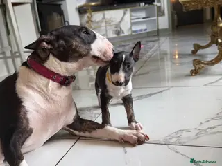 English Bull Terrier dogs Champion Bloodline English Bull Terrier Puppies - Advert 2