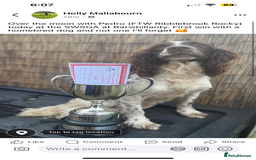English Springer Spaniel dogs for stud: Field Trial Winner Ribblebrook Rocky @ Stud - Image 11