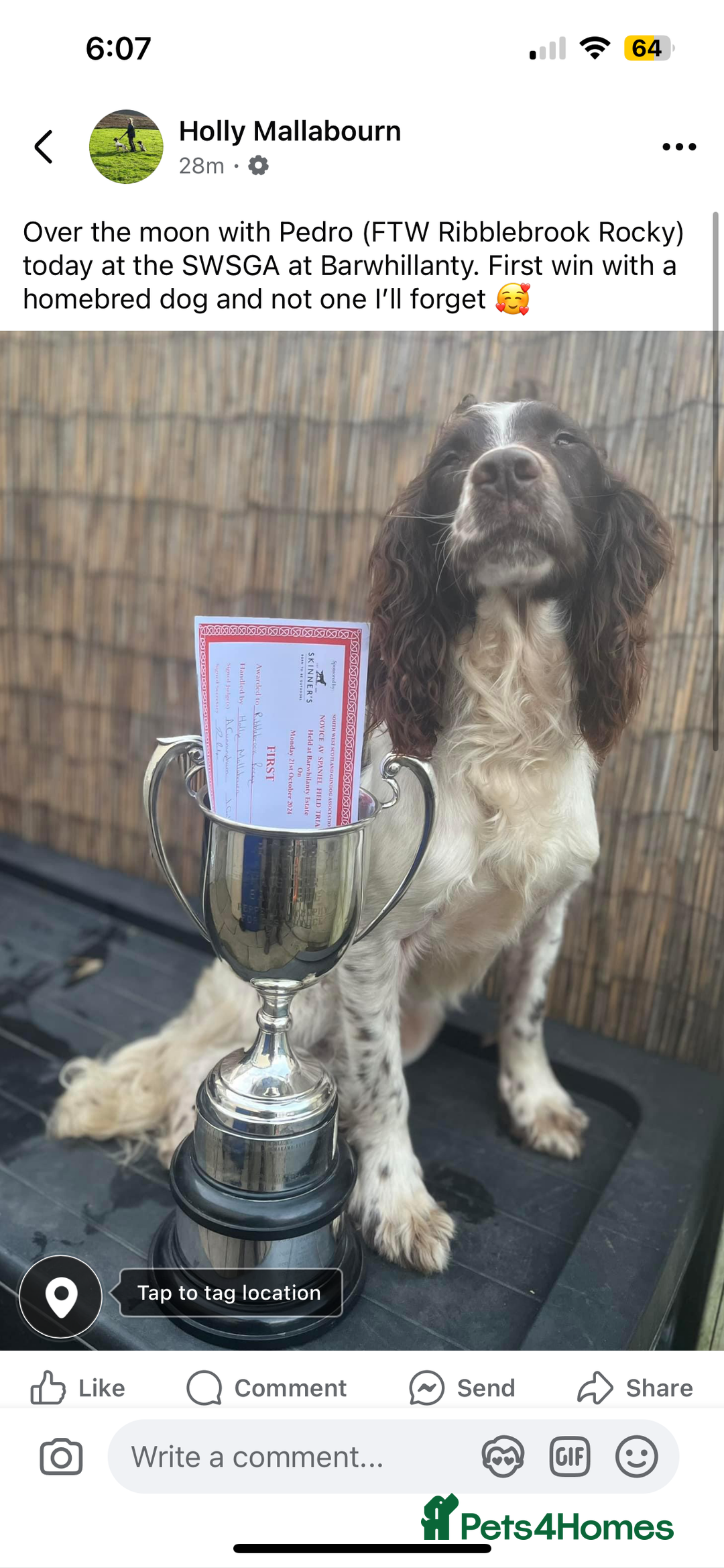English Springer Spaniel dogs for stud: Field Trial Winner Ribblebrook Rocky @ Stud - Image 11