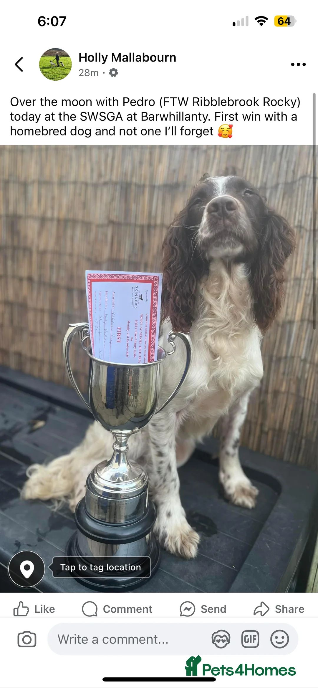 English Springer Spaniel dogs for stud: Field Trial Winner Ribblebrook Rocky @ Stud - Advert 11