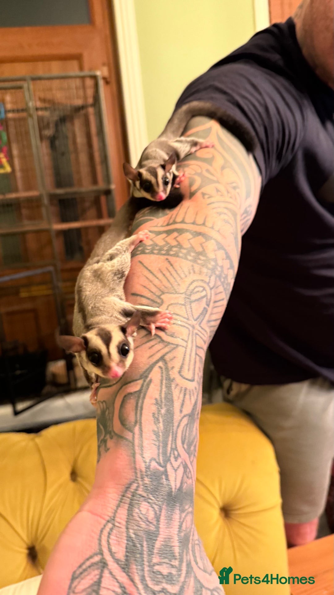 Sugar Glider rodents for sale: male and female ready to go - Advert 2