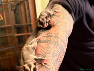 Sugar Glider rodents Breading pair + full set up - Advert 3