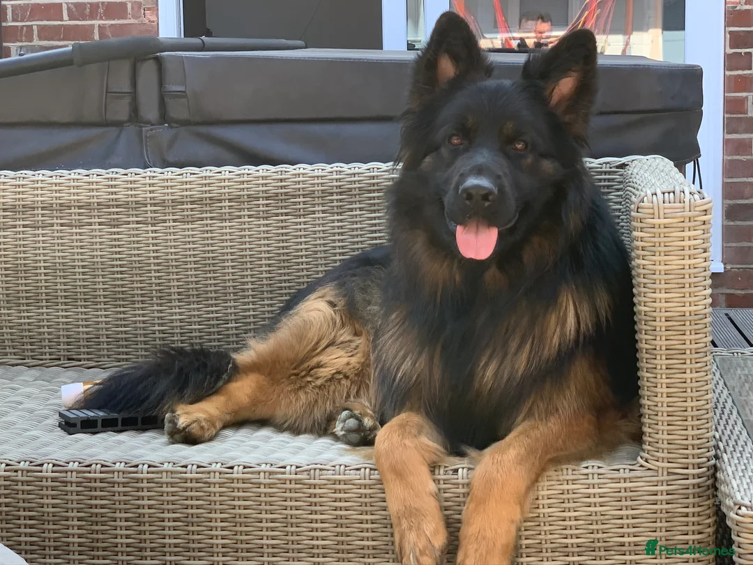 German Shepherd dogs for stud: German Sheppard For Stud security trained working in Gosport - Advert 1