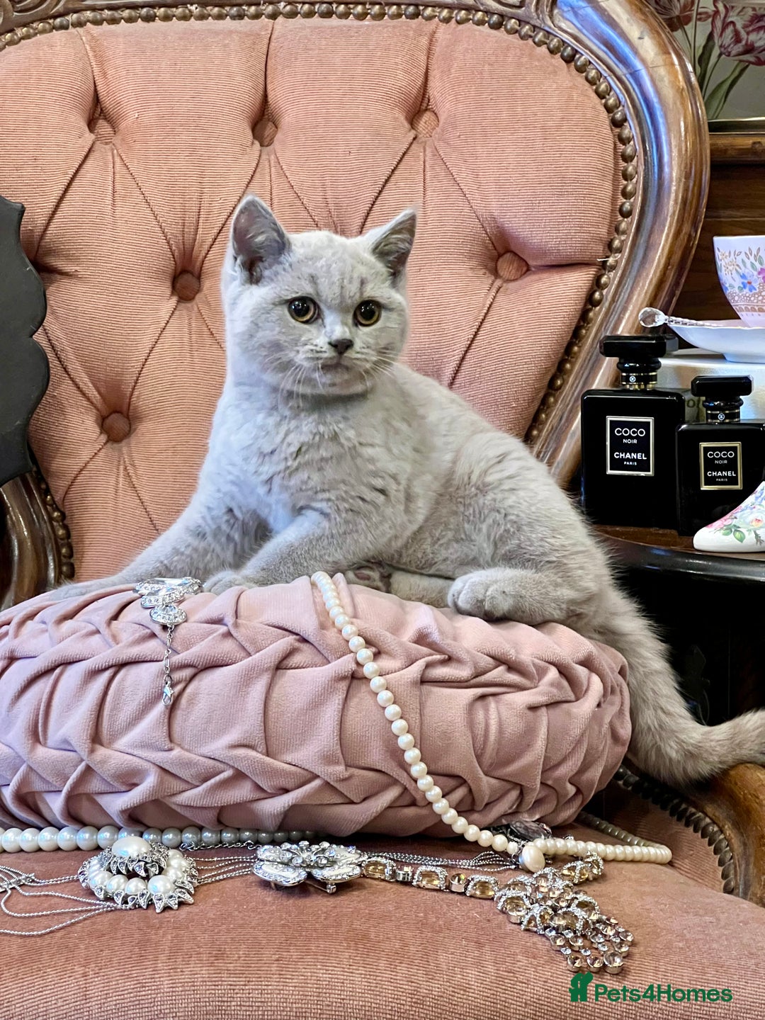 Scottish Fold cats for sale: SCOTTISH FOLD & STRAIGHT  - Advert 2