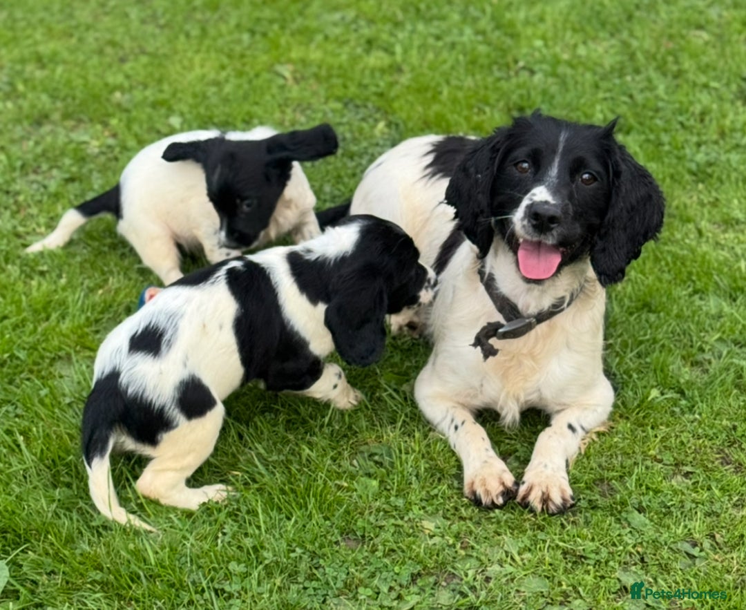 English Springer Spaniel dogs for sale: KC Calm English Springer Spaniel Puppies - Image 31