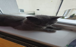 British Shorthair cats for sale: Beautiful British short-hair Dusty - Image 4