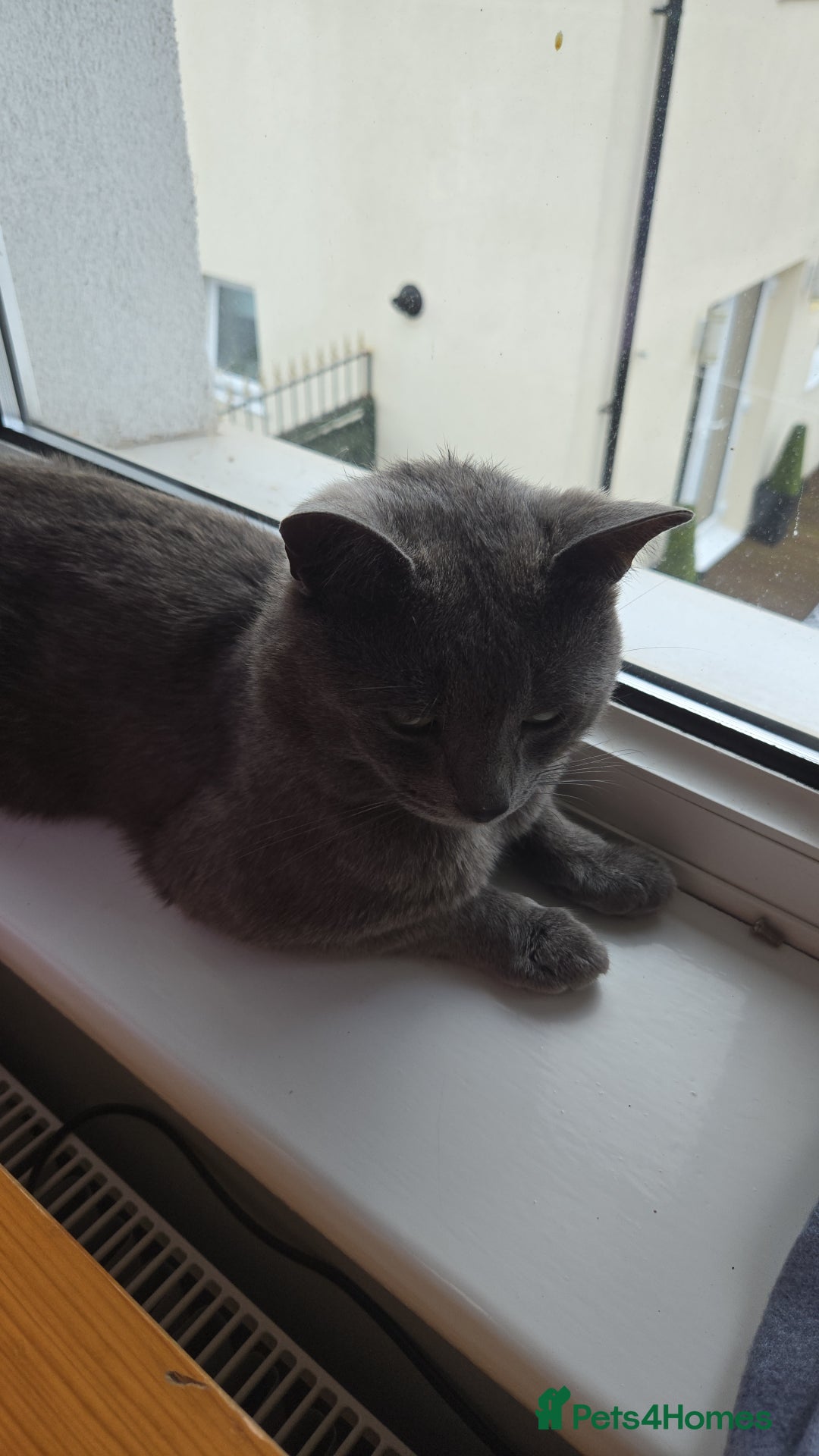 British Shorthair cats for sale: Beautiful British short-hair Dusty - Image 4