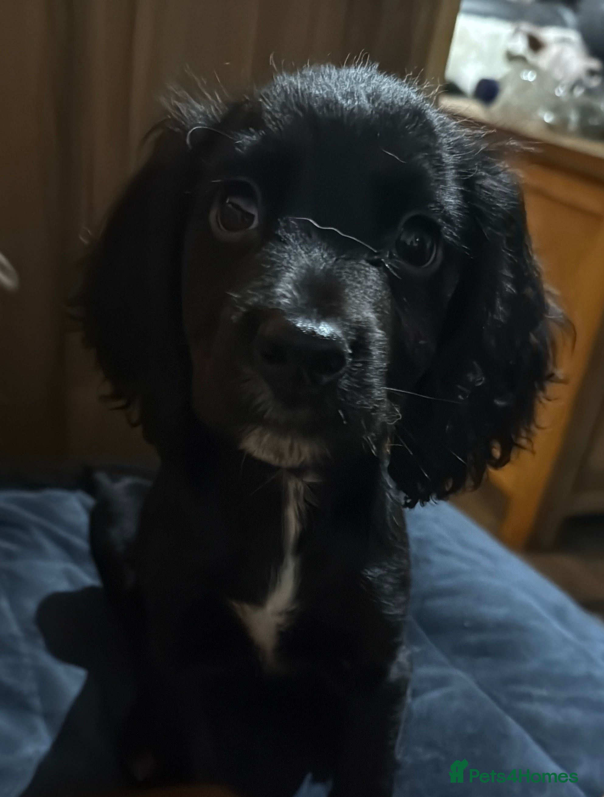 Cocker Spaniel dogs Working Cockerspaniel Pups  - Advert 2