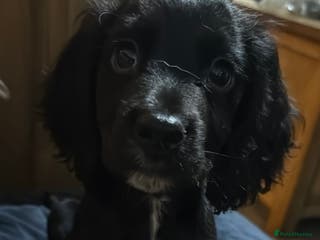 Cocker Spaniel dogs Working Cockerspaniel Pups - Advert 16