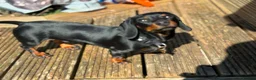 Miniature Dachshund dogs for stud: FOR STUD in Reading - Advert 6