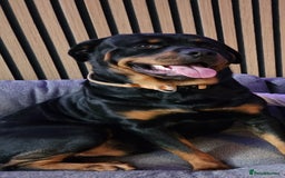 Rottweiler dogs for stud: Rottweiler Stud KC REGISTERED  in Buckingham - Image 8