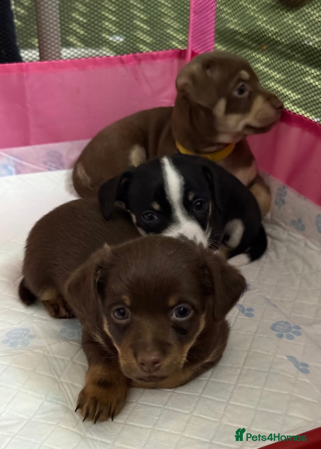 Chiweenie dogs for sale: Chiweenies 1 male 1 female available now.  - Advert 9