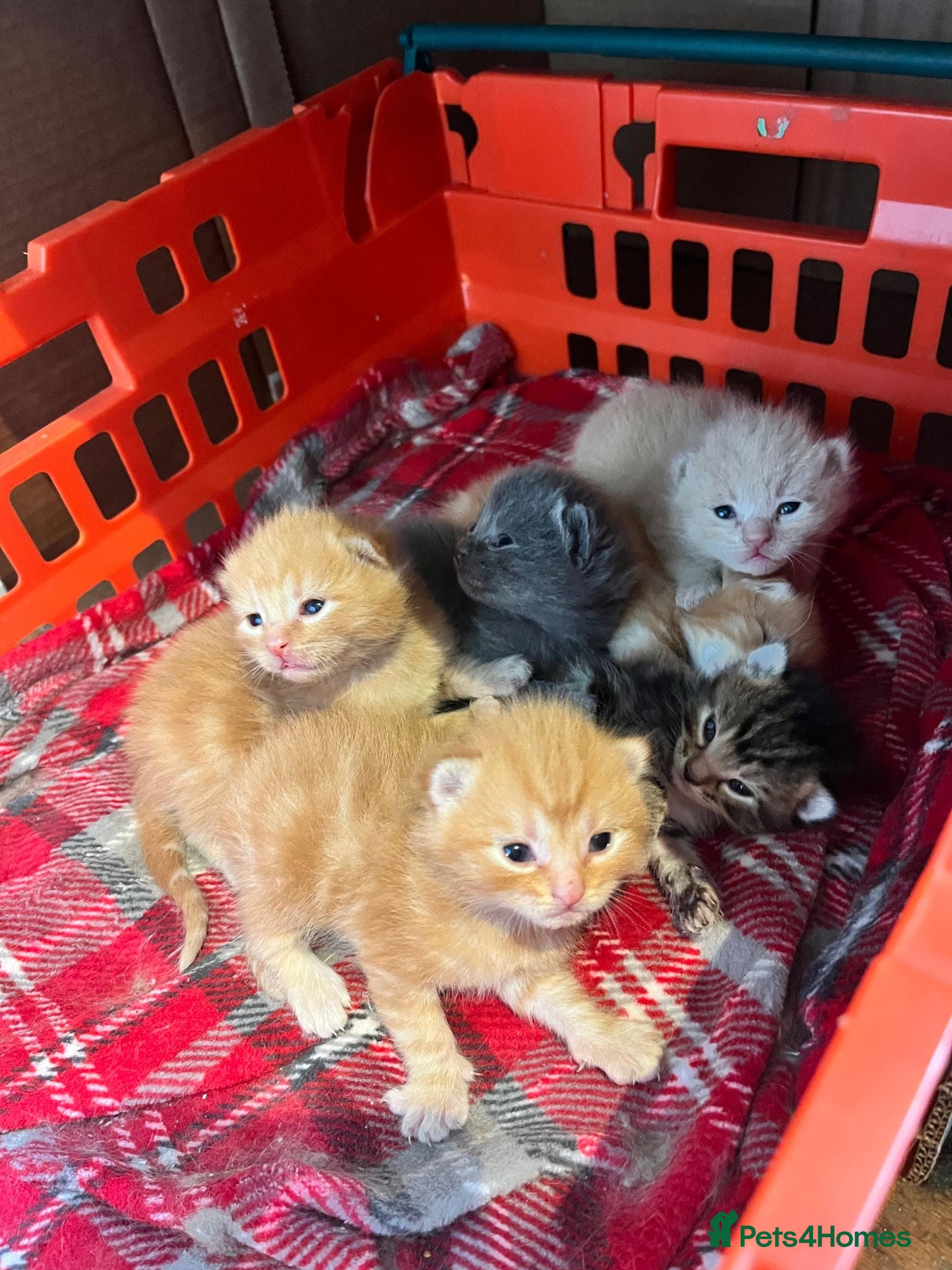 Mixed Breed cats 6 kittens. Mixed Maincoon and Persian  - Advert 1