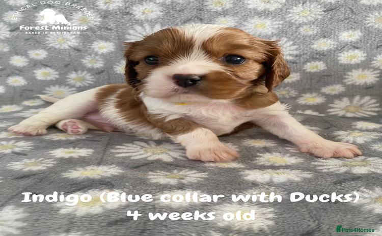 Cavalier King Charles Spaniel dogs - Advert 3
