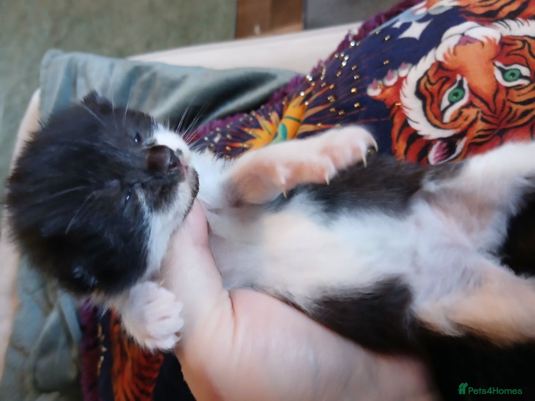Turkish Angora cats for sale: Fluffy male kitten - Image 5