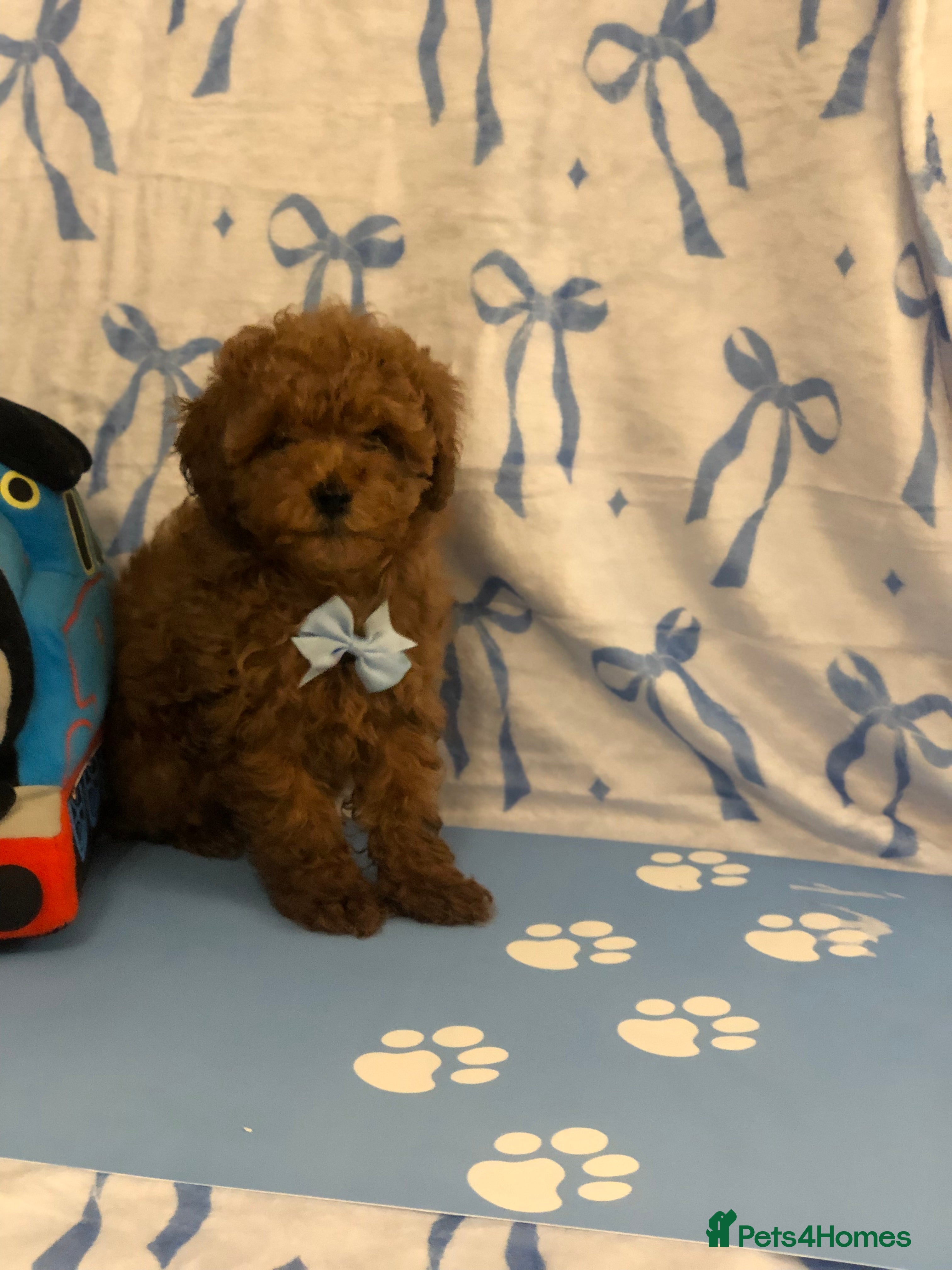 Toy Poodle dogs Kc Toy poodle male puppy ready to leave PRA CLEAR  - Advert 3