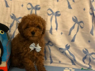 Toy Poodle dogs Kc Toy poodle puppies ready to leave PRA CLEAR - Advert 14