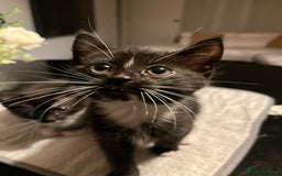 Domestic Shorthair cats for sale: Beautiful Black & White Kittens - Advert 1