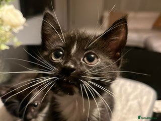 Domestic Shorthair cats for sale: Beautiful Black & White Kittens - Advert 1