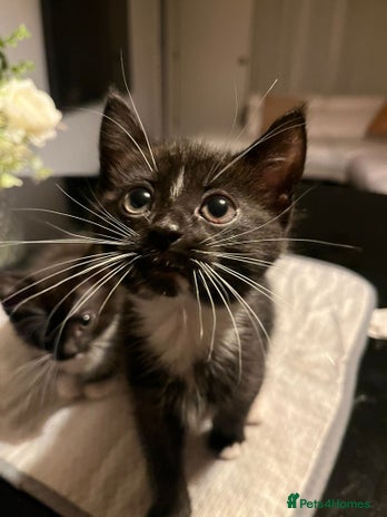 Domestic Shorthair cats Beautiful Black & White Kittens - Advert 1